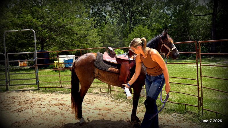 💛Bugs💛Smooth-Gaited Trail Mare 🌟