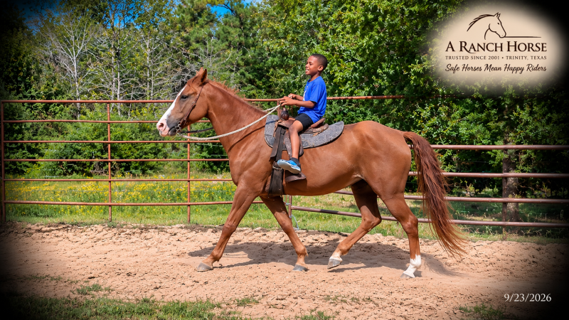 💚Brandy | Our #1 Kid-Safe Horse 💚