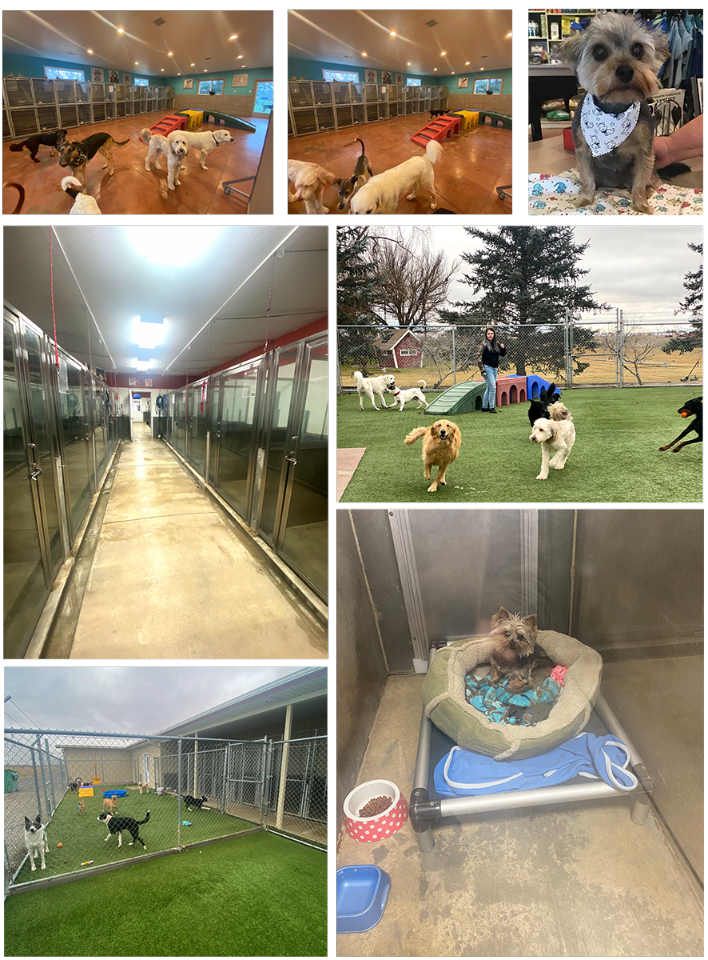 Dog Accommodations