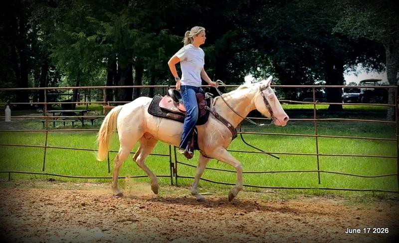 💚Prince💚Meet Prince: Your Dream Riding Partner! 👑