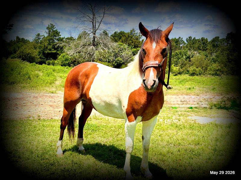 🧡Coca🧡Solid, Sensible Trail Mare 🌟