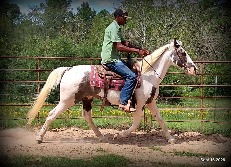 💚 Cosmo | Kid-Safe Spotted Gaited Gelding