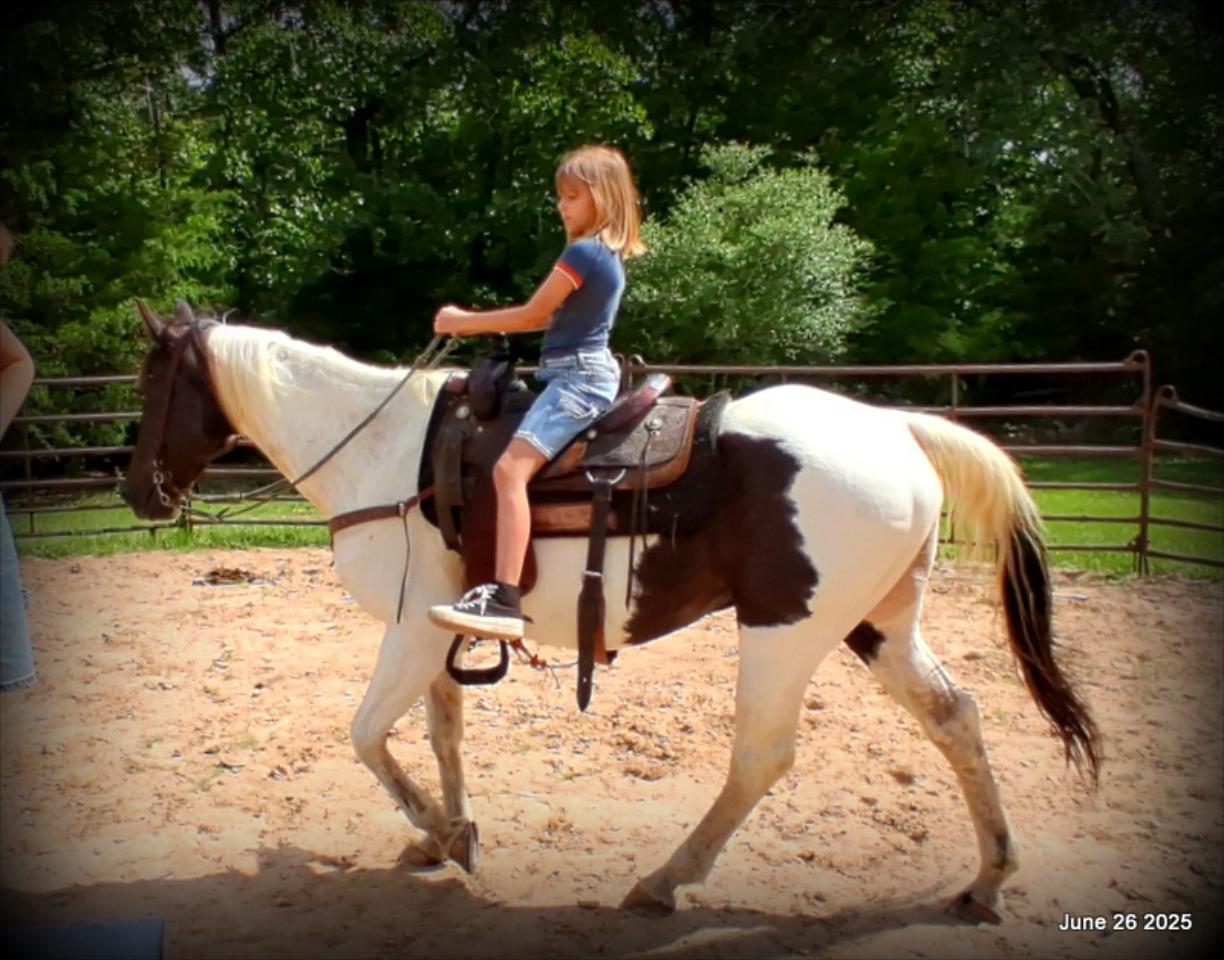 Meet Patrick – The Perfect Family Gelding!