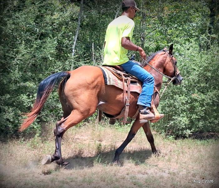 💚Sable • Beginner Safe & Family Safe Mare💚