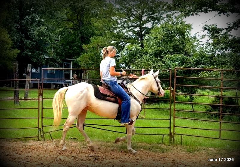 💚Prince💚Meet Prince: Your Dream Riding Partner! 👑