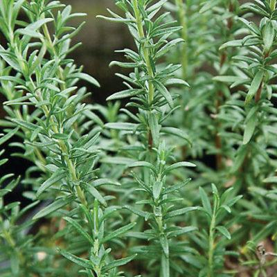 Rosemary - Shish Kabob™
