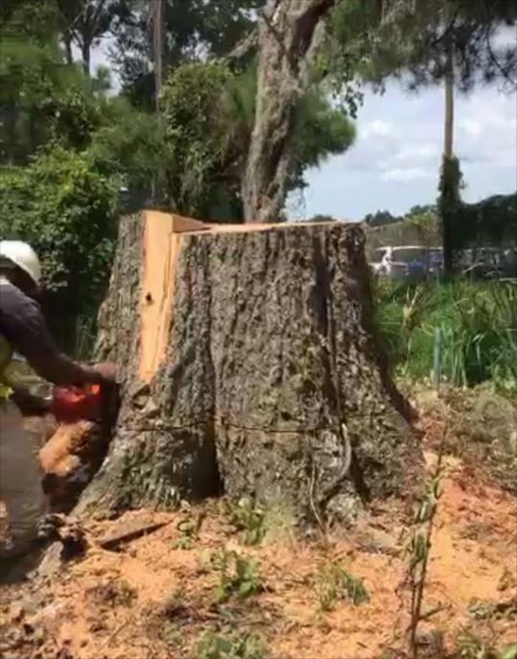 STUMP GRINDING