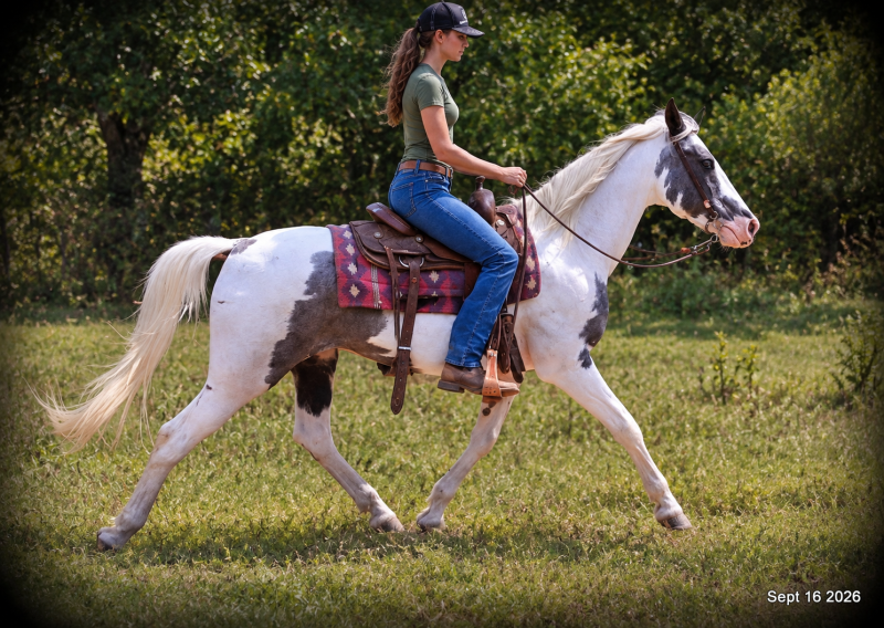 💛 Cosmo | Beginner-Safe Spotted Saddle Gelding