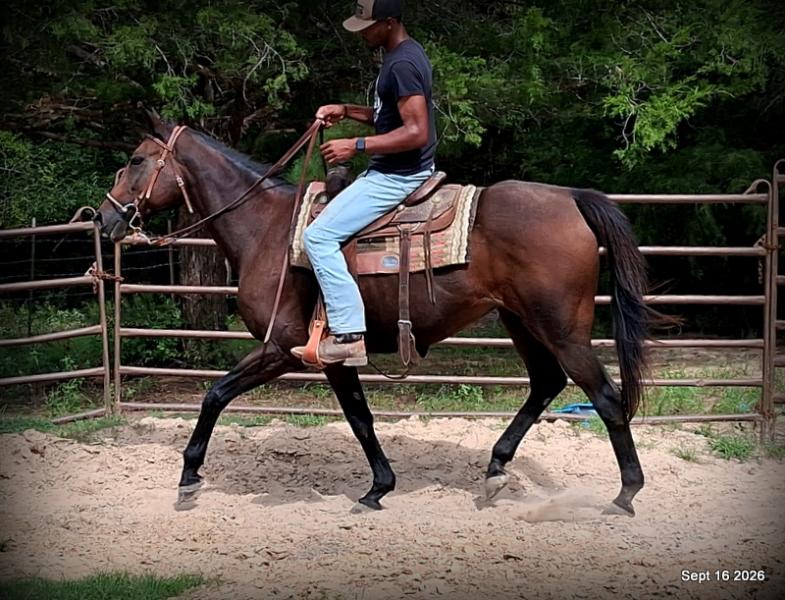 💚 Cat | Kid & Beginner Safe Family Trail Mare
