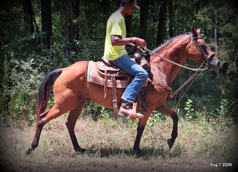 💚Sable • Beginner Safe & Family Safe Mare💚