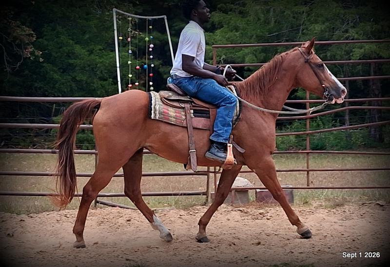 💚🐴 Brandy • Kid Safe, Family Safe & Dependable Quarter Horse Mare💚