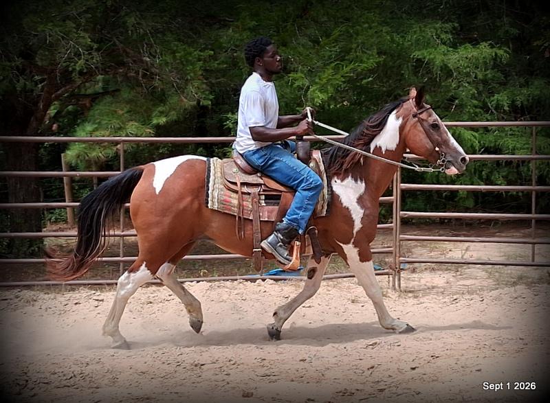 💛 🐴 Milly • Beginner Safe, Confident & Smooth Trail Mare💛