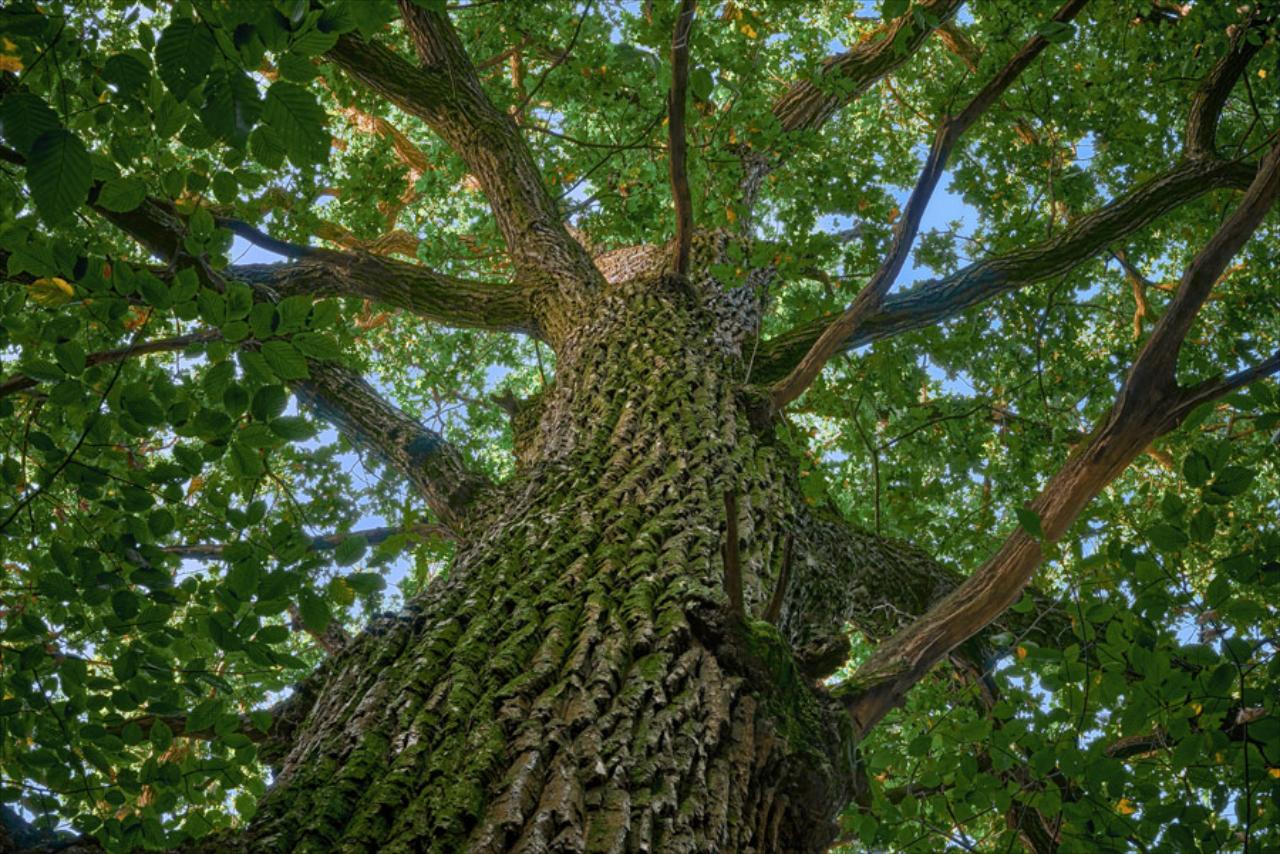 Superior Tree Care