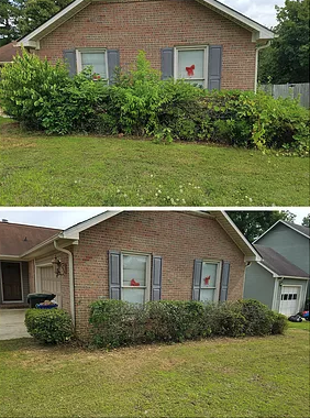 Tree & Bush Pruning 