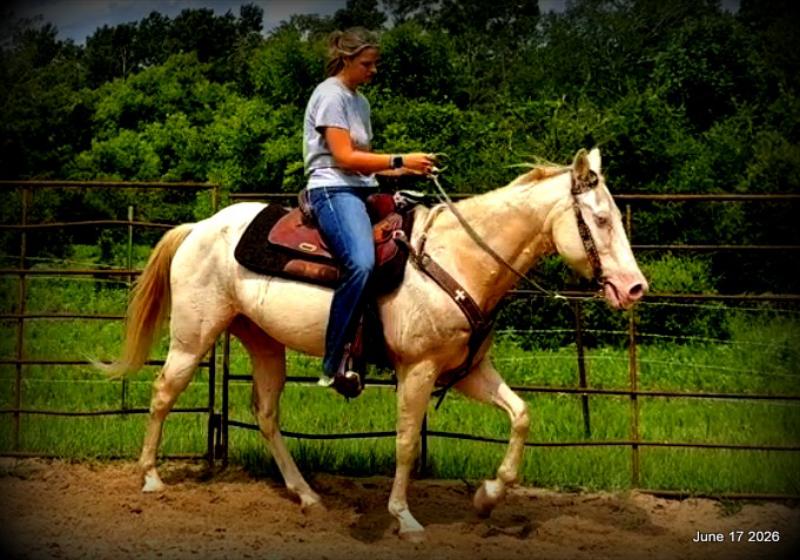 💚Prince💚Meet Prince: Your Dream Riding Partner! 👑
