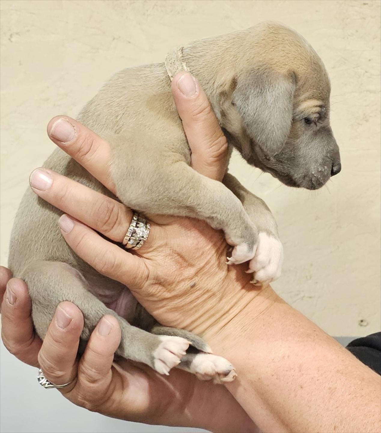 Blue Fawn Female Purple Collar