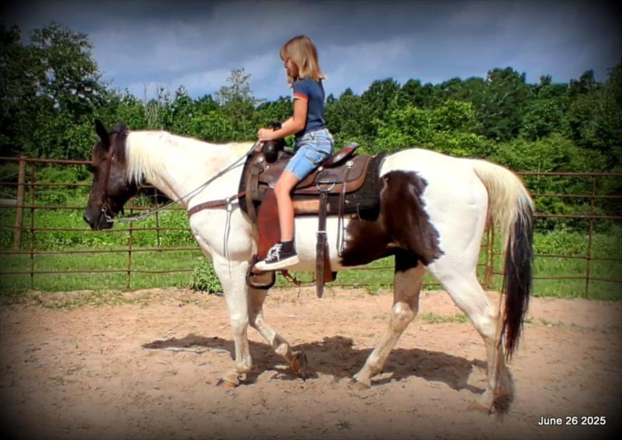 Meet Patrick – The Perfect Family Gelding!