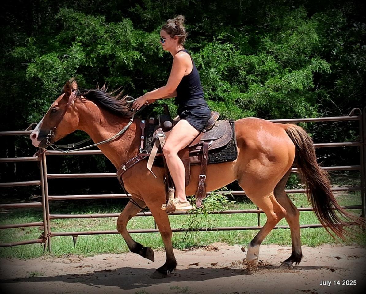 Bailey – Sweet Bay Gelding with a Heart of Gold