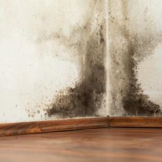 Who Offers Mold and Radon Testing in Des Moines, IA?