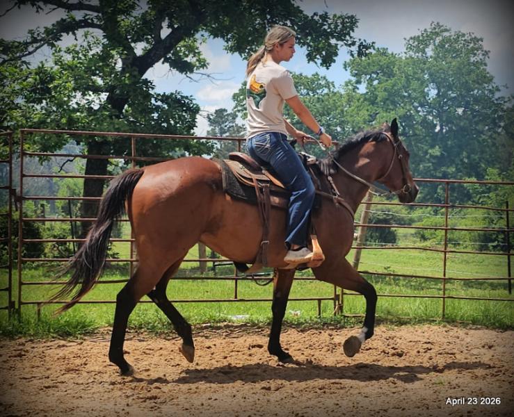 Darylslitlediablo (Diablo)