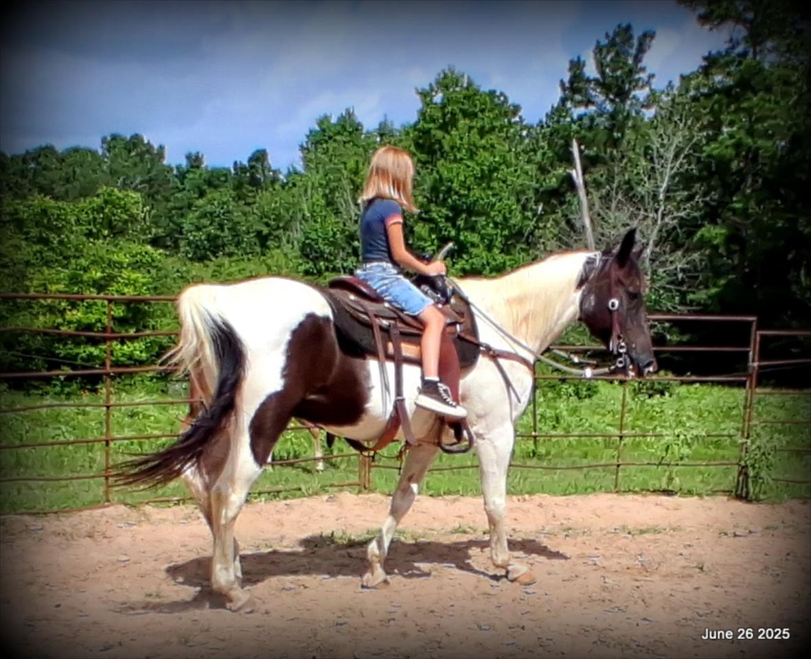 Meet Patrick – The Perfect Family Gelding!
