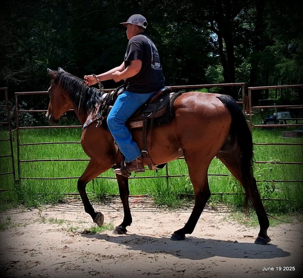 Sammy – A Comeback Story with a Heart of Gold