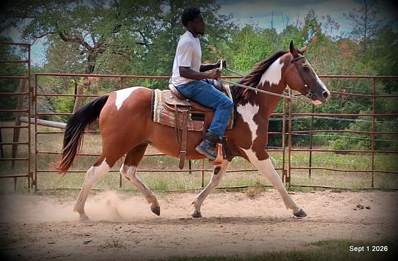 💛 🐴 Milly • Beginner Safe, Confident & Smooth Trail Mare💛