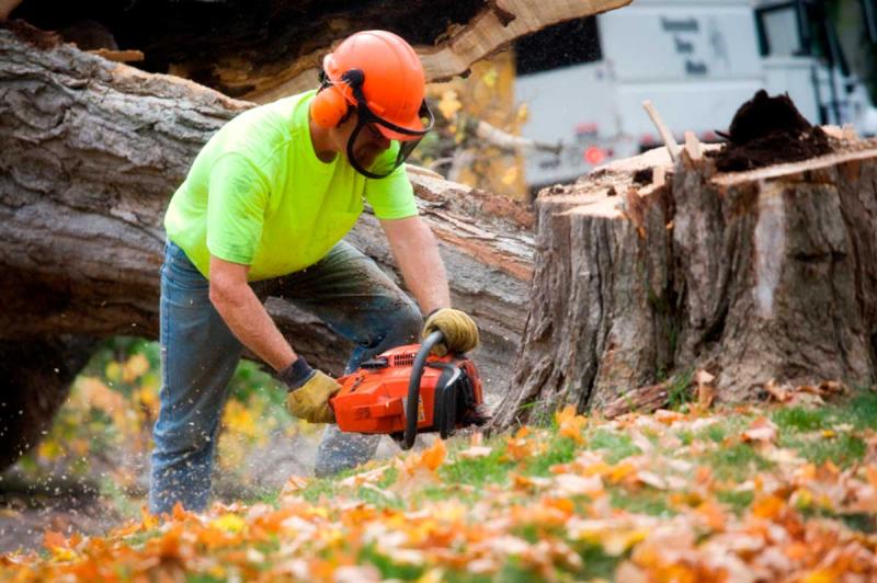 Tree Removal &amp; Stump Grinding