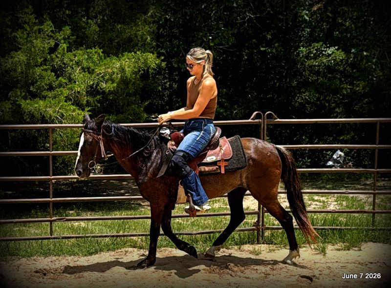 💛Bugs💛Smooth-Gaited Trail Mare 🌟