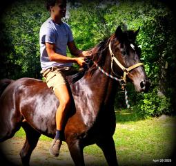 Midnight ***Gentle, Gaited Trail Gelding