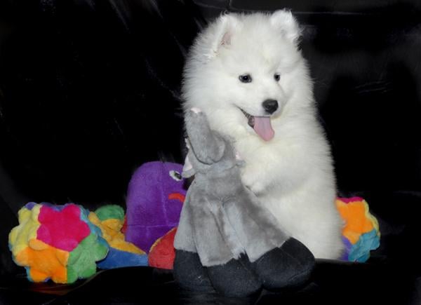 Samoyed Puppy Breed Information