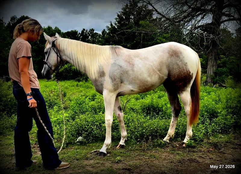 Milkshake Exceptional Young Filly Prospect 🌟