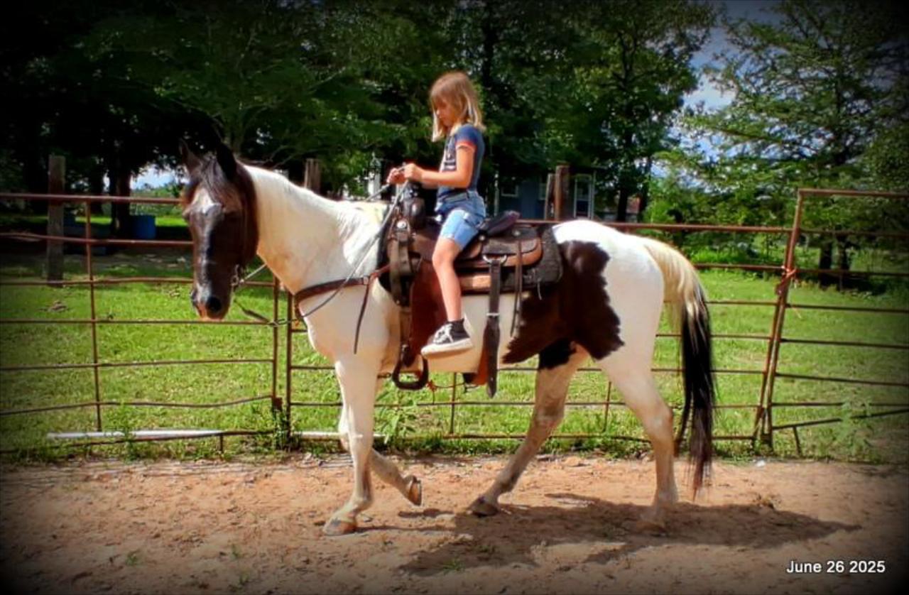 Meet Patrick – The Perfect Family Gelding!