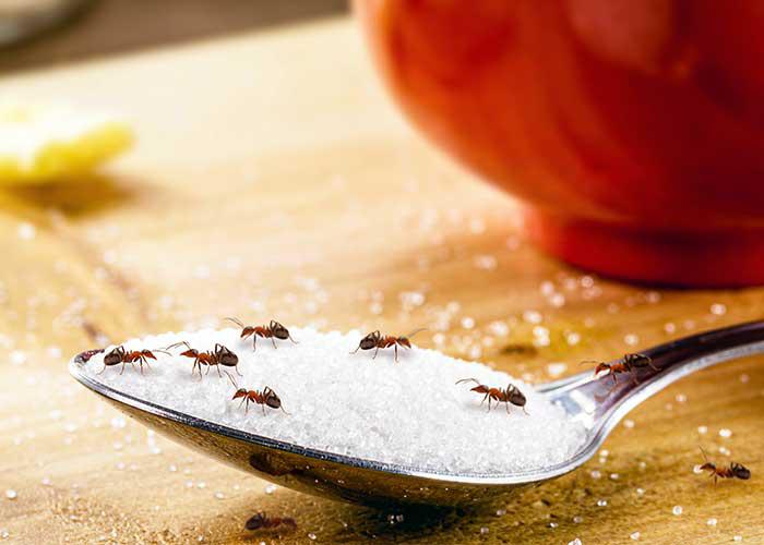 Ants