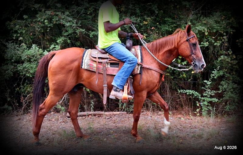 💛🐴 Scarlet • Ranch Experienced, Trail Ready & Ready to Ride💛