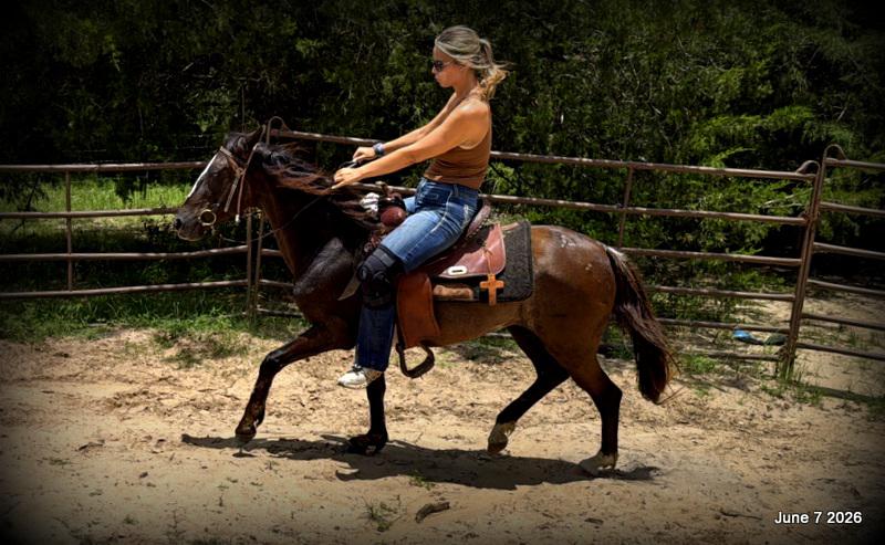 💛Bugs💛Smooth-Gaited Trail Mare 🌟