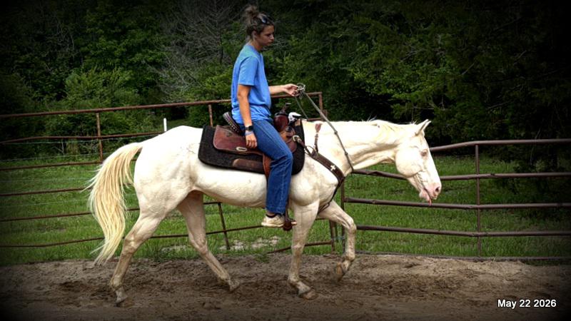 💚Prince💚Meet Prince: Your Dream Riding Partner! 👑