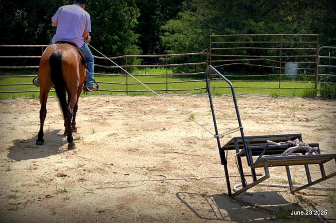 Sammy – A Comeback Story with a Heart of Gold