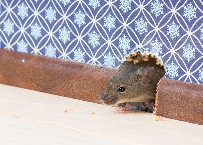 Rodents