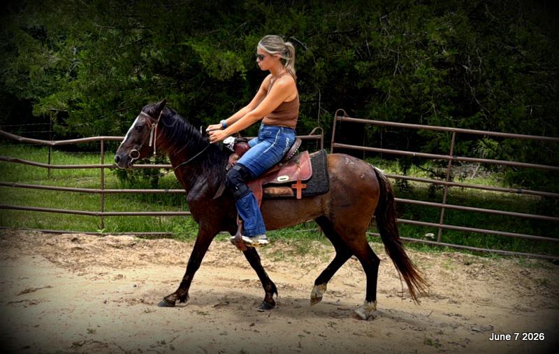 💛Bugs💛Smooth-Gaited Trail Mare 🌟