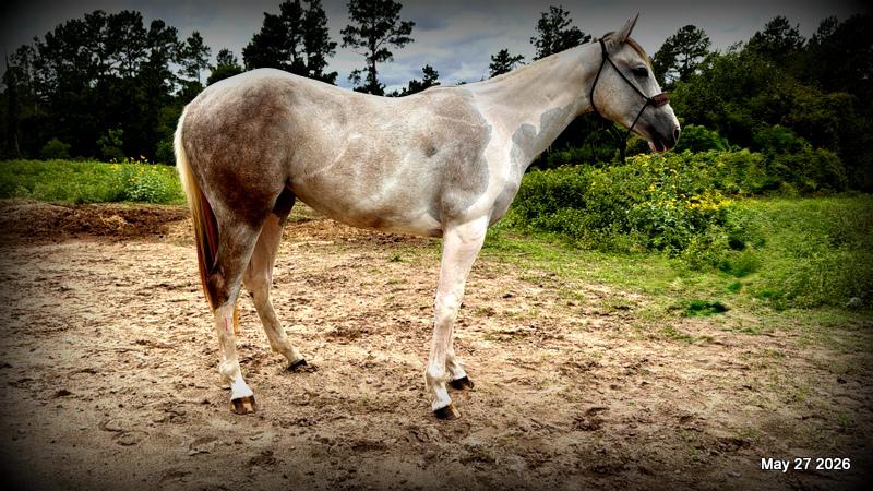 Milkshake Exceptional Young Filly Prospect 🌟