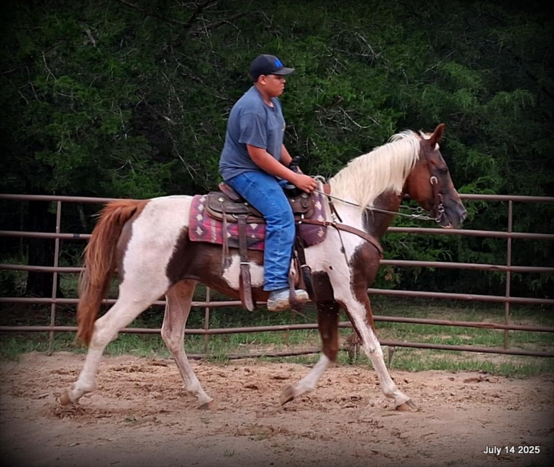 Jazzy – Beautiful Paint Mare with a Heart of Gold