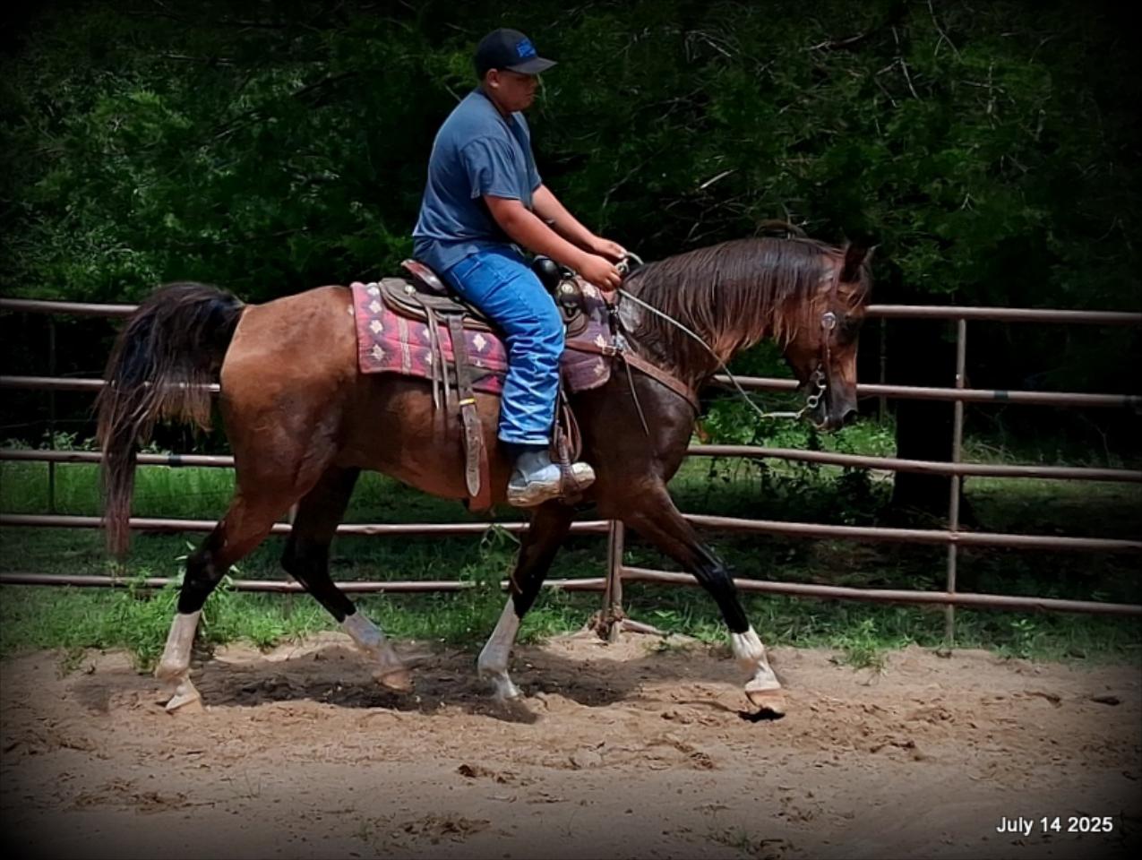 Cash- 11 Year Old Arabian Cross