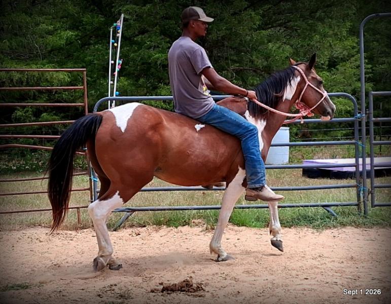 💛 🐴 Milly • Beginner Safe, Confident & Smooth Trail Mare💛