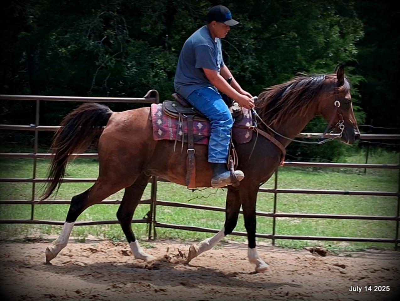 Cash- 11 Year Old Arabian Cross