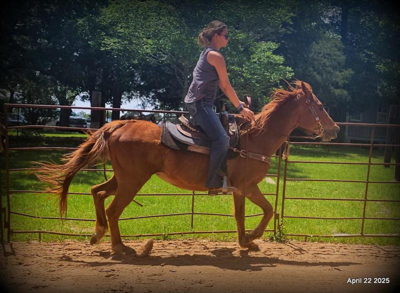 Belle’s Story: A Heart That Never Gave Up