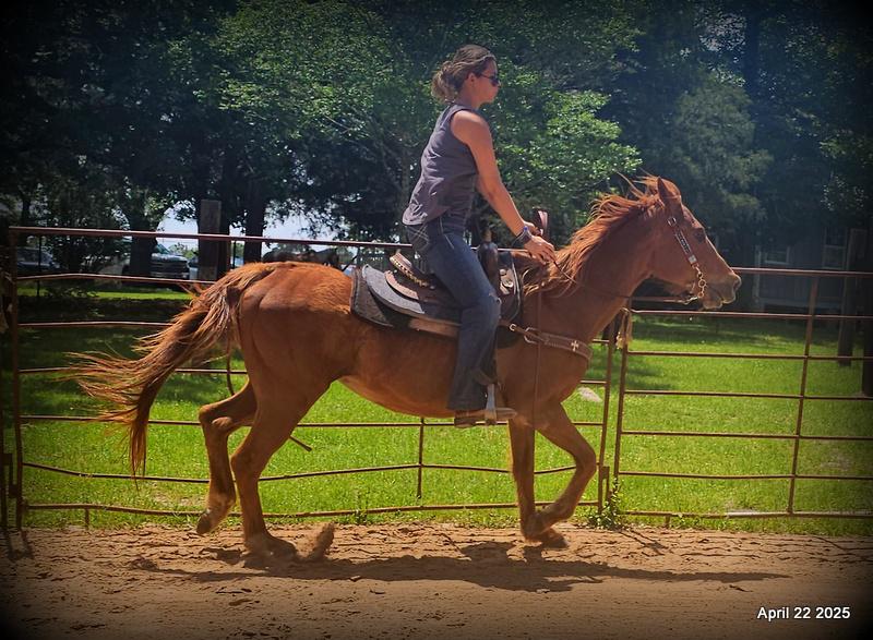 Belle’s Story: A Heart That Never Gave Up