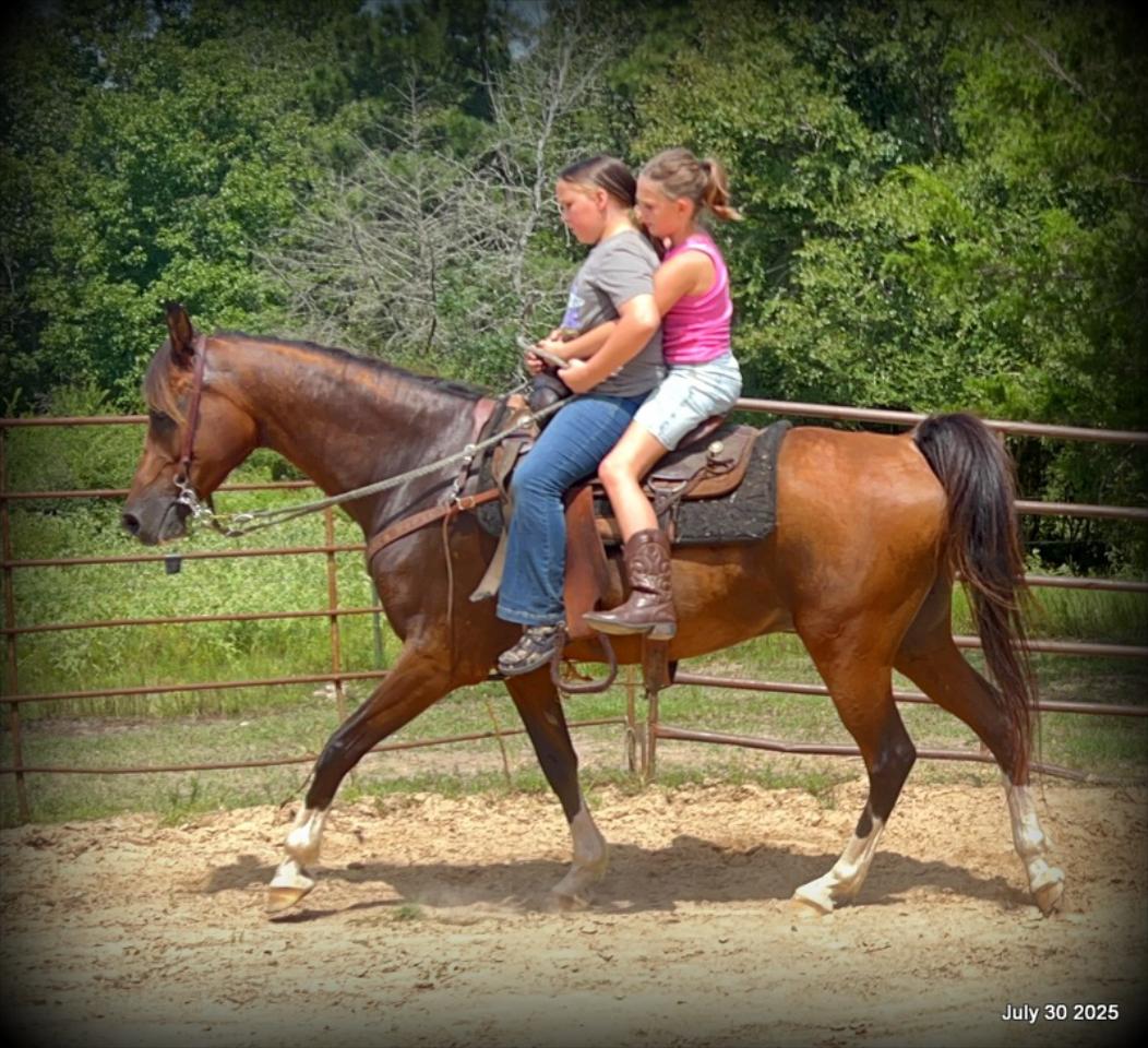 Cash- 11 Year Old Arabian Cross