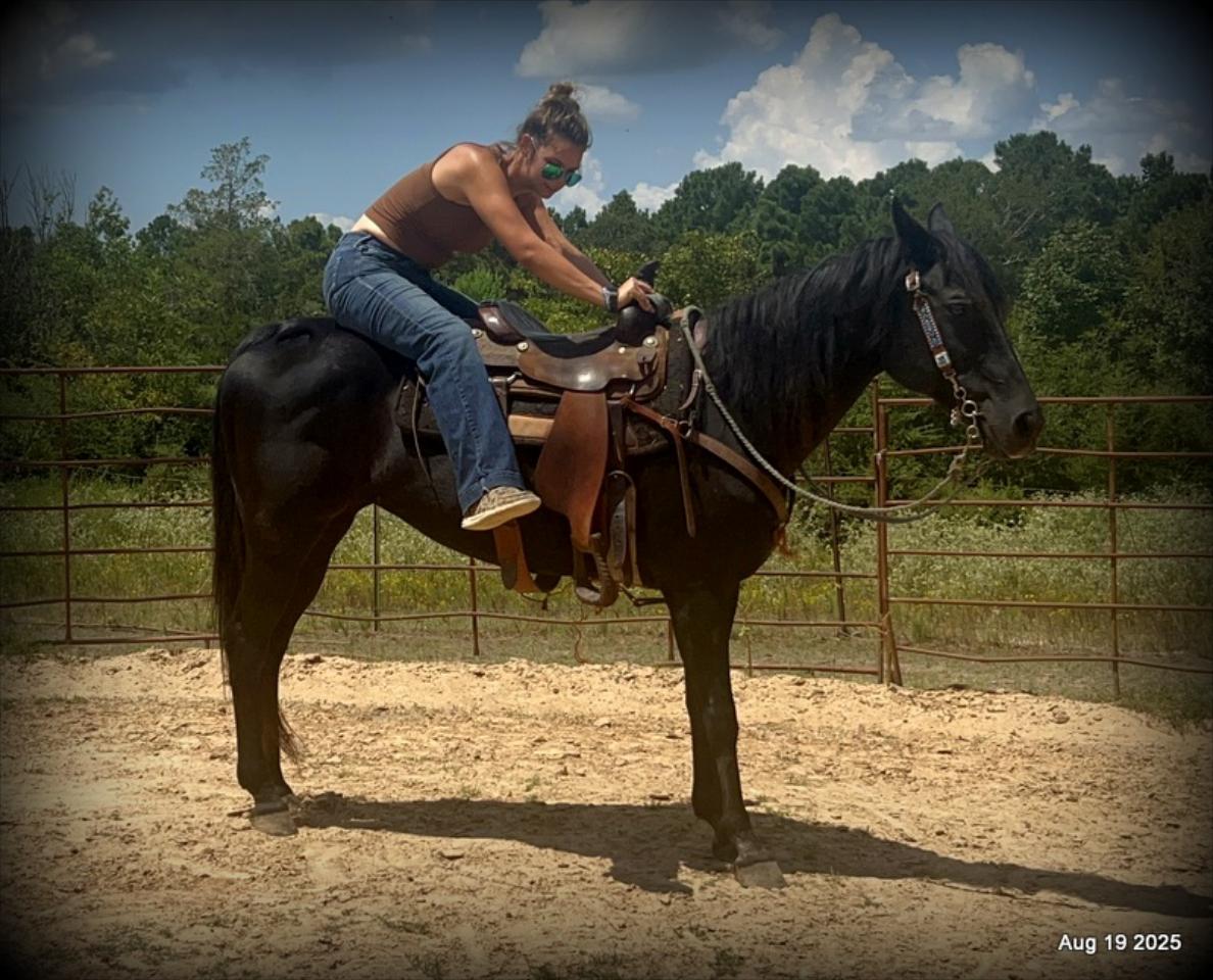 For Sale: Raven – 15-Year-Old Black Mare