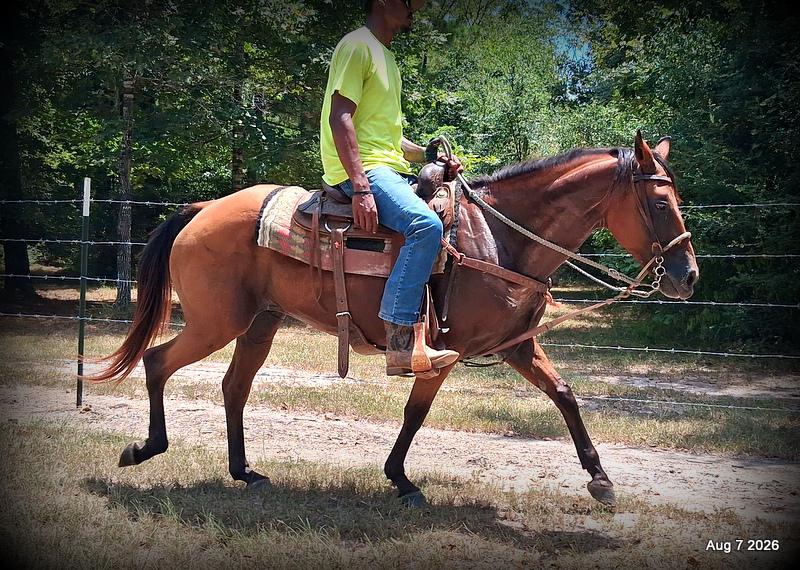 💚Sable • Beginner Safe & Family Safe Mare💚